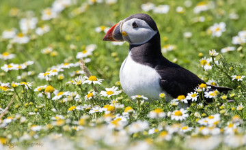 Картинка животные тупики птичка