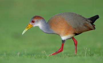 Картинка животные птицы птица