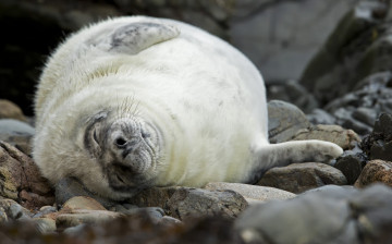 Картинка животные тюлени +морские+львы +морские+котики тюлень