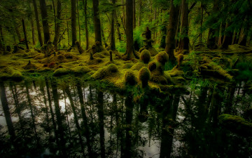 Картинка природа лес