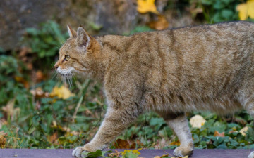 Картинка животные дикие+кошки анфас растения