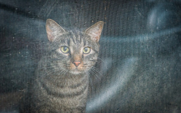 Картинка животные коты взгляд профиль