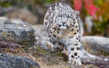 Картинка животные снежный+барс+ ирбис растения камни взгляд