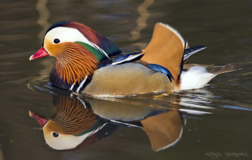 Картинка животные утки мандаринка