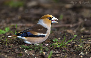 Картинка животные птицы птичка