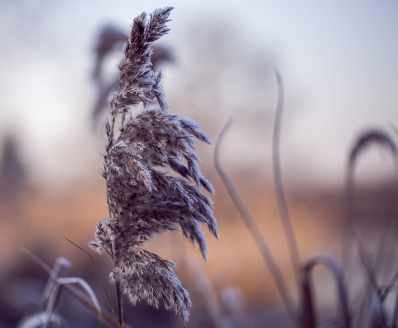 Обои картинки фото природа, макро, камыш