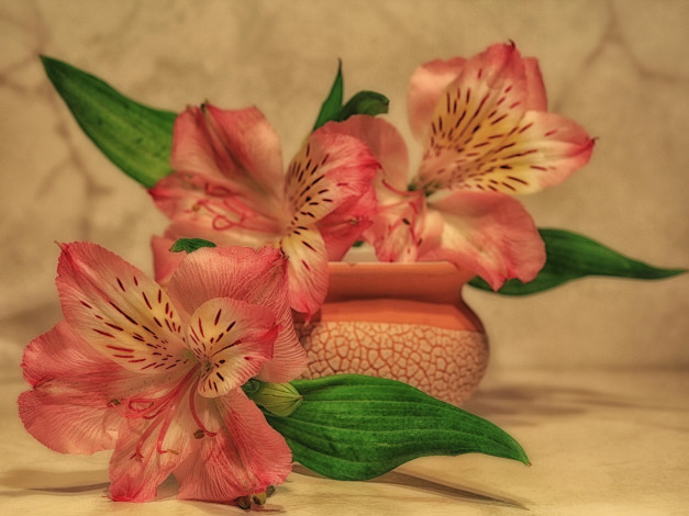 Обои картинки фото цветы, альстромерия, растения, натюрморт, лето, красота, композиция