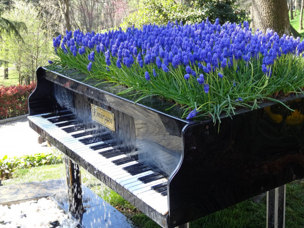 Обои картинки фото цветы, мускари, стамбул, клавиши, рояль, ландшафт, дизайн, парк, эмирган