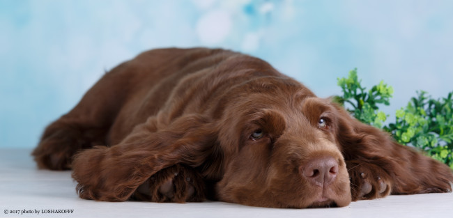 Обои картинки фото животные, собаки, ветка, отдых, зелень, собака, фон, боке