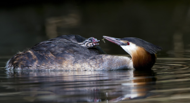 Обои картинки фото животные, Чомги , поганки, чомги