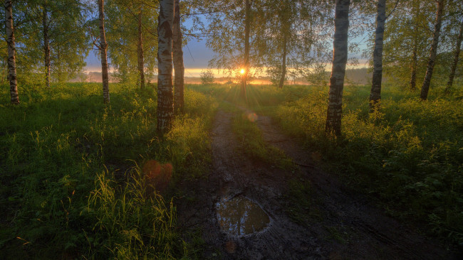 Обои картинки фото природа, лес, простор