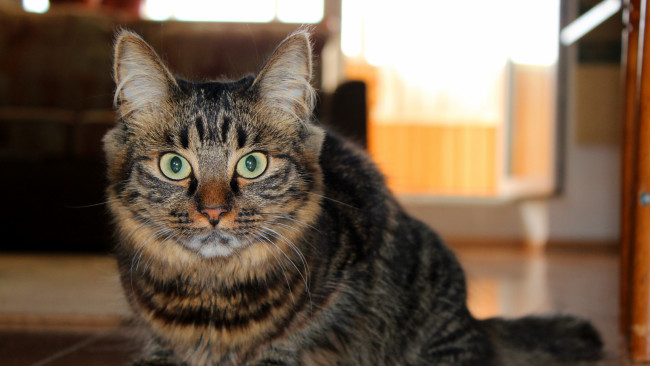 Обои картинки фото животные, коты, комната, взгляд, профиль, морда