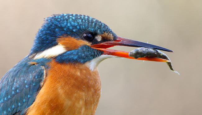 Обои картинки фото животные, зимородки, зимородок