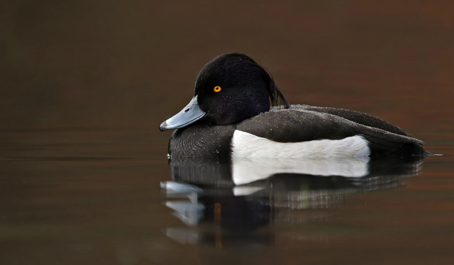 Обои картинки фото животные, утки, утка