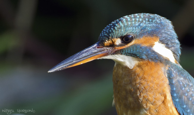 Обои картинки фото животные, зимородки, птичка