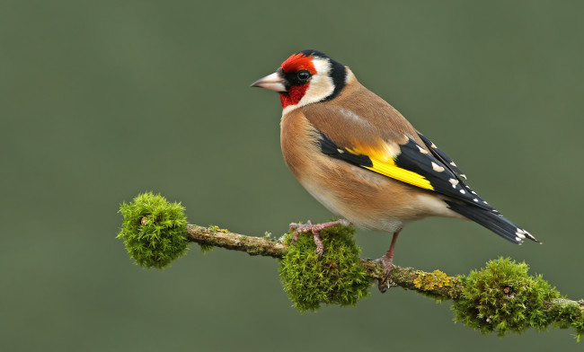 Обои картинки фото животные, щеглы,  чижи, щегол