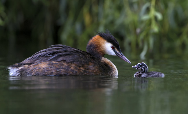 Обои картинки фото животные, Чомги , поганки, семья