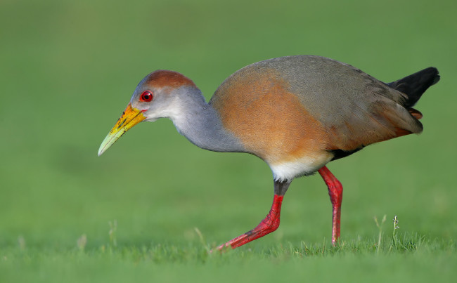 Обои картинки фото животные, птицы, птица