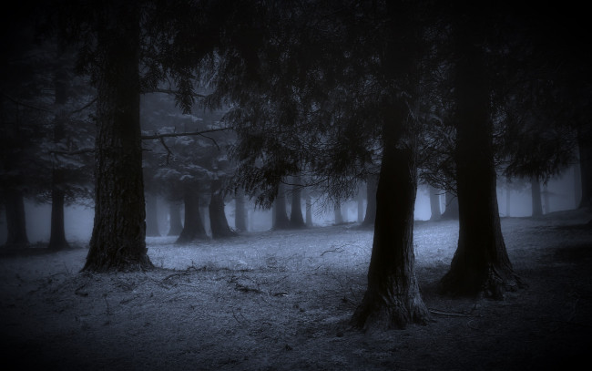 Обои картинки фото природа, лес, ночь