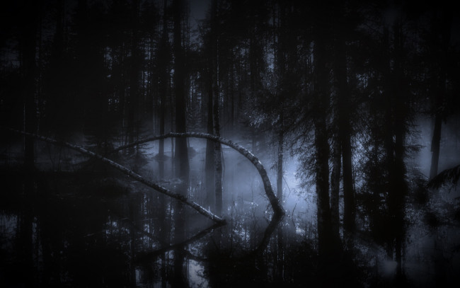 Обои картинки фото природа, лес, ночь