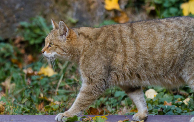 Обои картинки фото животные, дикие кошки, анфас, растения