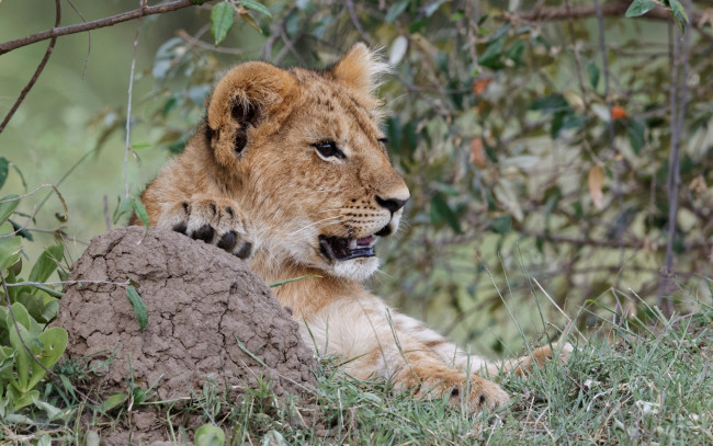 Обои картинки фото животные, львы, отдых, растения, анфас, морда