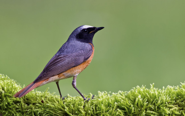 Обои картинки фото животные, птицы, птичка