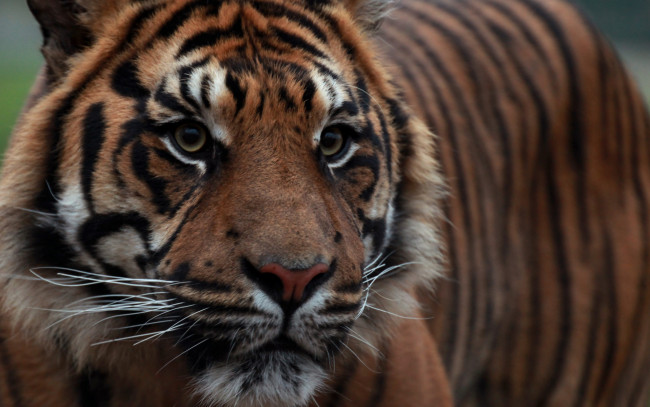 Обои картинки фото животные, тигры, профиль, взгляд, морда