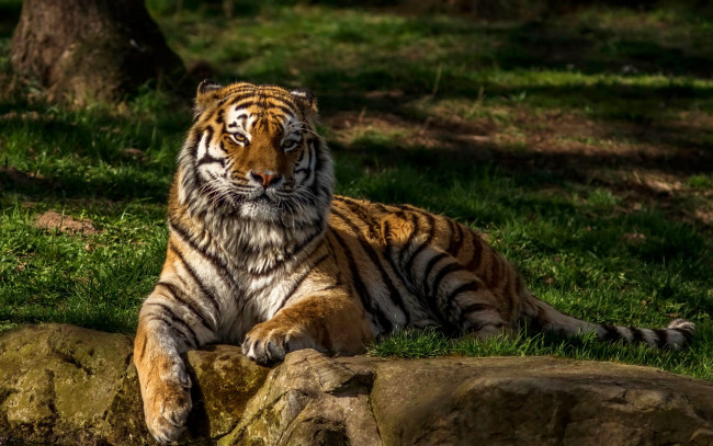 Обои картинки фото животные, тигры, растения, трава, камни, отдых