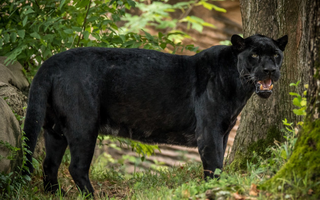 Обои картинки фото животные, Ягуары, дерево, черный, цвет, растения