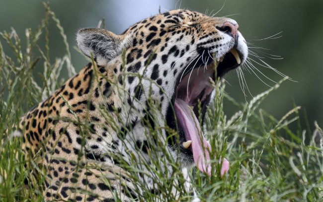 Обои картинки фото животные, Ягуары, растения, зевает, морда