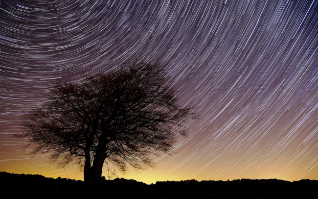 Обои картинки фото природа, деревья, дерево