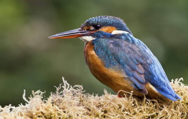 Обои картинки фото животные, зимородки, птичка