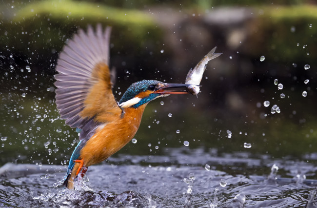 Обои картинки фото животные, зимородки, птичка