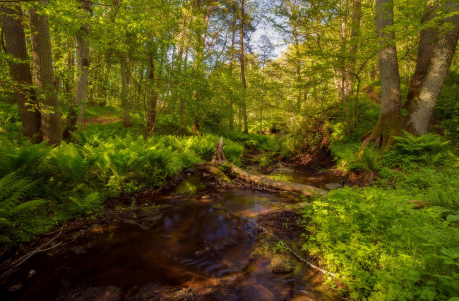 Обои картинки фото природа, лес, простор