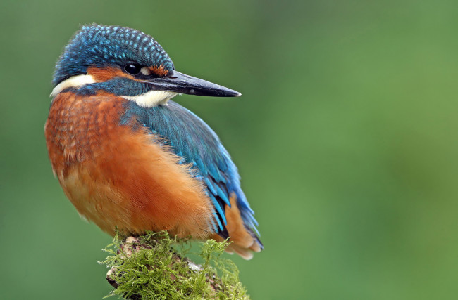 Обои картинки фото животные, зимородки, птица