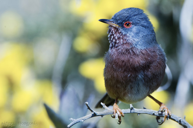 Обои картинки фото животные, птицы, птичка