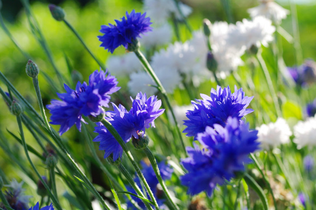 Обои картинки фото цветы, васильки, природа, лето, флора, июль, дача, растения, красота