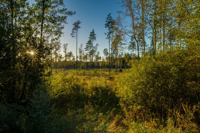 Обои картинки фото природа, лес, простор