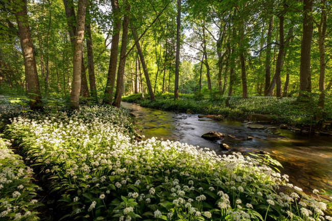 Обои картинки фото природа, лес, простор