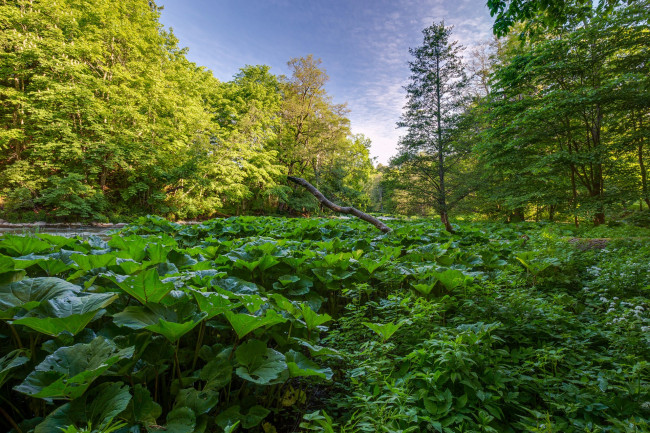 Обои картинки фото природа, лес, простор