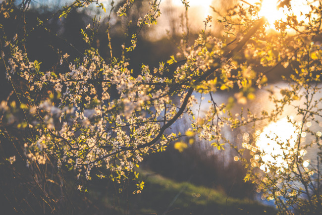 Обои картинки фото цветы, цветущие деревья ,  кустарники, ветка