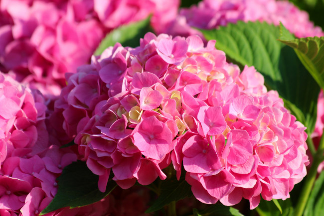 Обои картинки фото цветы, гортензия, крупнолистная, природа, лето, цветение, красота, дача