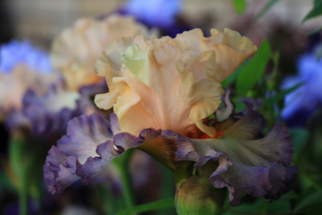 Обои картинки фото цветы, ирисы, лето, сад, красота, тамбовская, область, тамбов