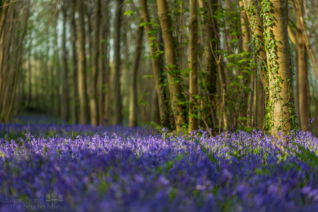 Обои картинки фото природа, лес