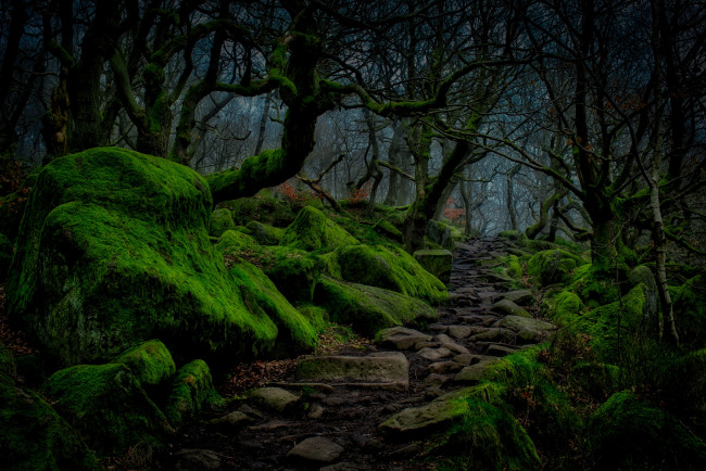 Обои картинки фото природа, лес, ночь