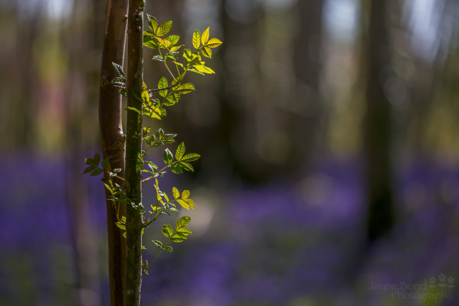 Обои картинки фото природа, листья, листики