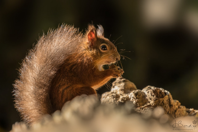 Обои картинки фото животные, белки, рыжая