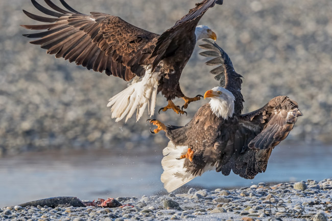 Обои картинки фото животные, птицы - хищники, птицы