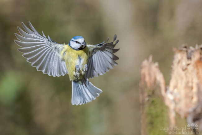 Обои картинки фото животные, синицы,  лазоревки, птица